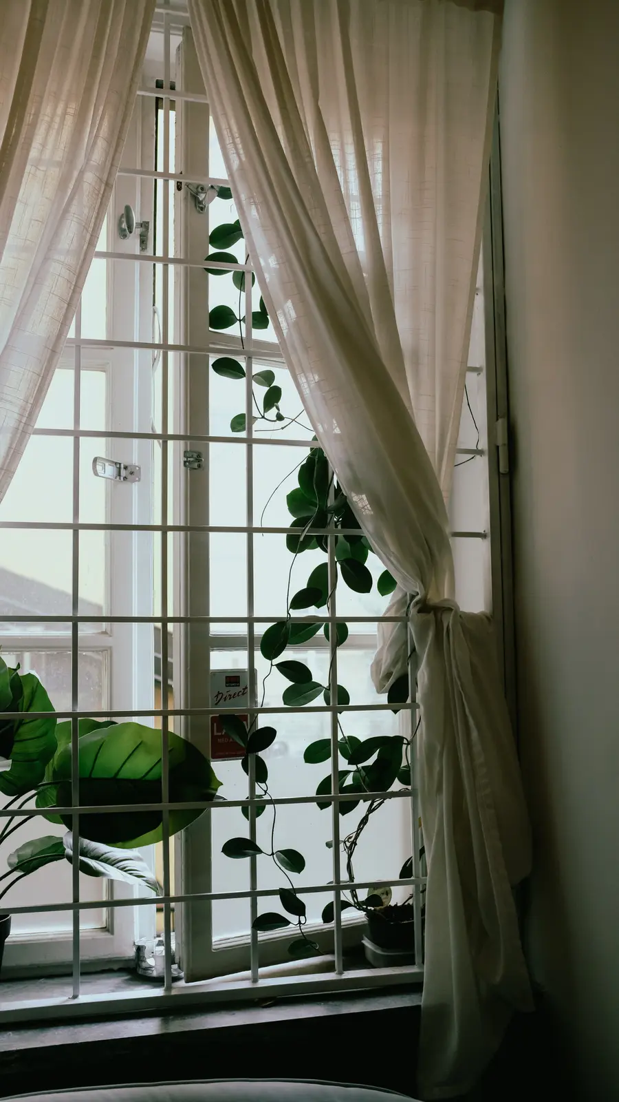 Plants and soft curtains by the studio window