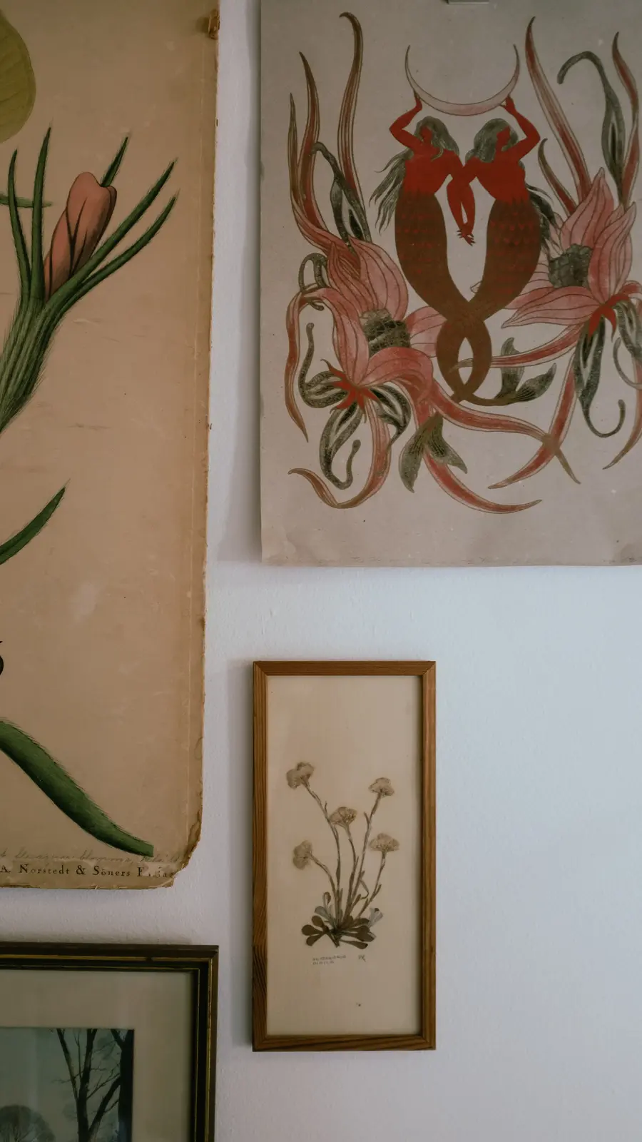 Vintage botanical artwork inside the studio
